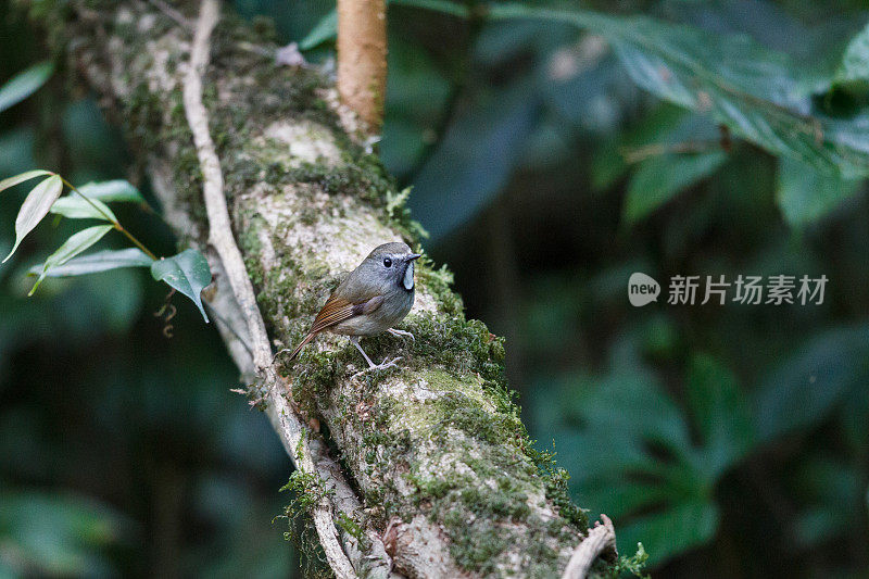 捕蝇鸟:成年白花蝇(Anthipes monileger)。